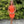 Ava Presley 27763 Sequin Cocktail Dress Ava Presley 
