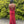 Blush Prom 12155 Fitted Shimmer Knit Dress with Train - Navy, Emerald & Sangria