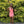 CLARISSE 30202 Coral Sequin Mini Dress
