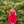 CLARISSE 30245 Off the Shoulder A-Line Cocktail Dress