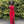 Clarisse 3483 Red V-Neck Jersey Fitted Dress wit Slit