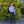 Navy ZeGarie Slim Fit Pant Separates ZeGarie 