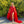 JOVANI 09014 Sequin Sheath Dress with Capes
