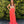JVN by Jovani 21216 Coral Jeweled Sweetheart Chiffon Dress