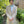 Tan Allure Destination Tuxedo Jacket and Pants by Jean Yves
